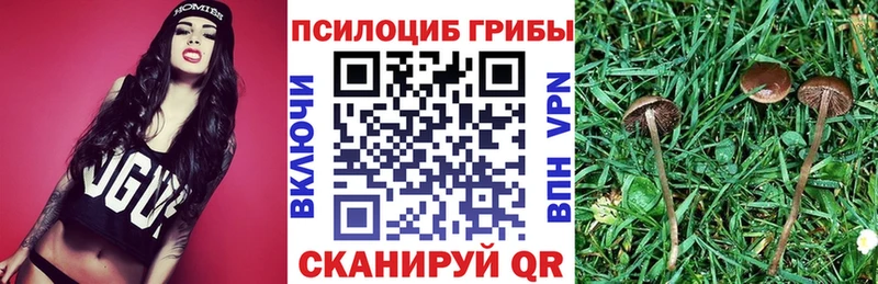 Псилоцибиновые грибы Cubensis  где купить наркоту  Константиновск 